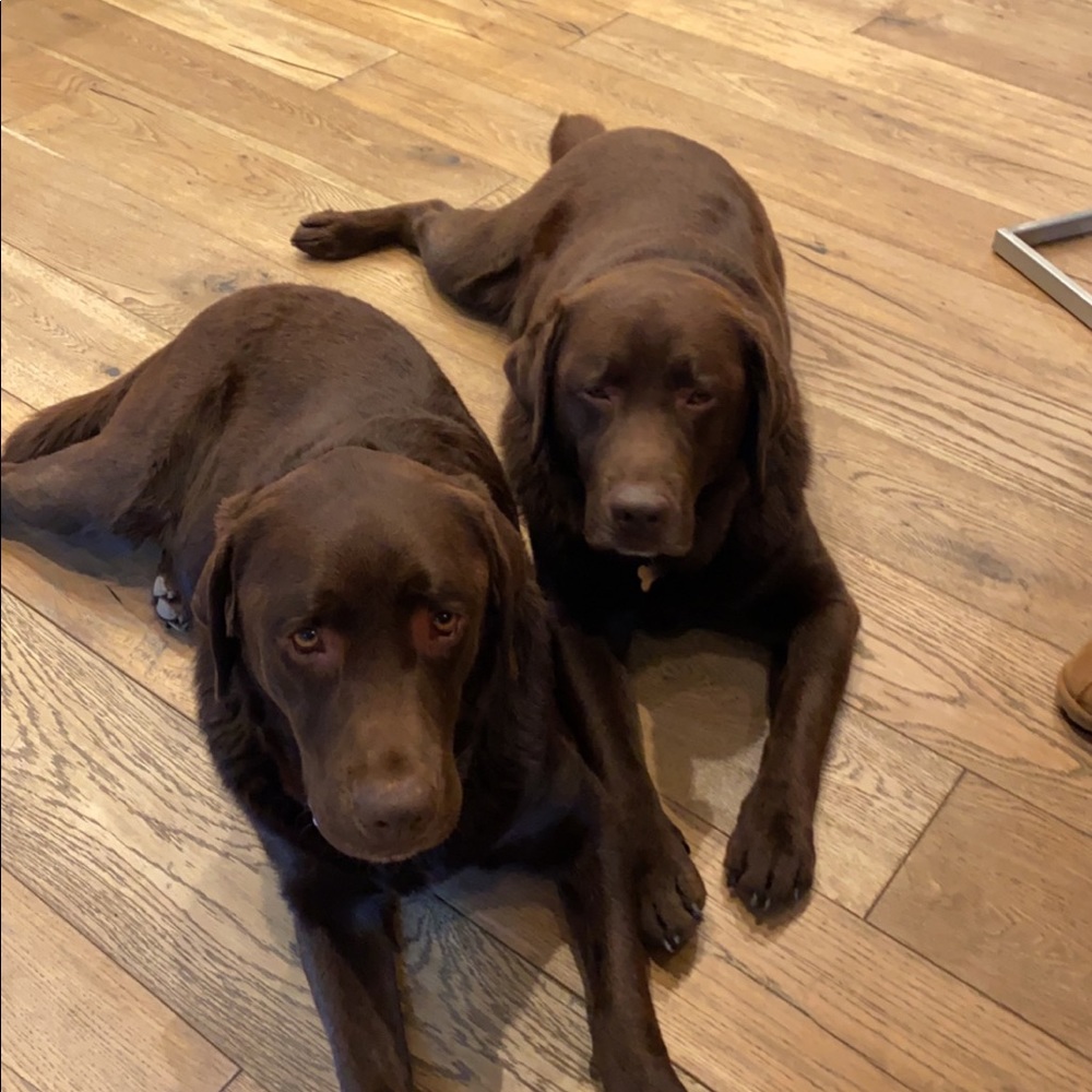 Meet your Posher, Suzie